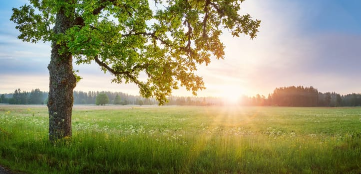 Old oak tree standing on the foggy field. Panoramic view of the sunrise in nature.