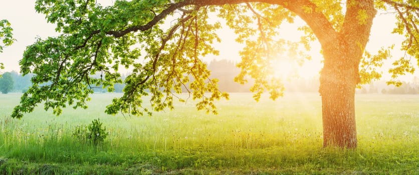 Huge old oak tree standing in the blooming field on foggy sunrise. Beautiful panoramic background.
