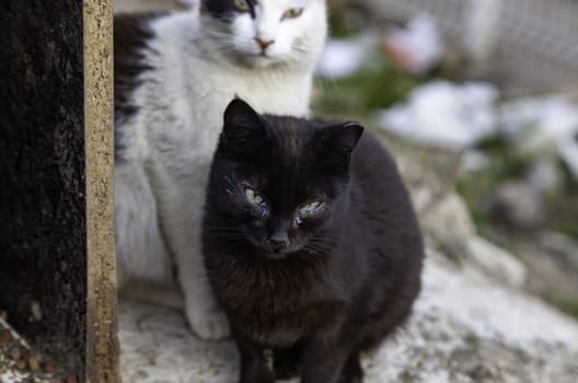 Abandoned street cats, stray animals, pets