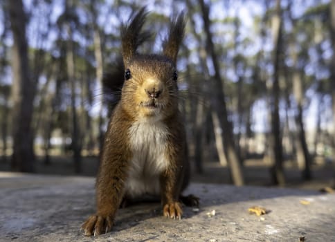 Detail of wild mammal animal eating in the forest in nature