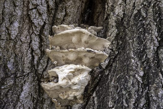 Detail of wild mushrooms on a tree in a forest in nature