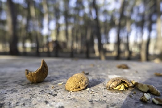 Detail of peeled walnut shells in the forest, dry fruit, healthy eating