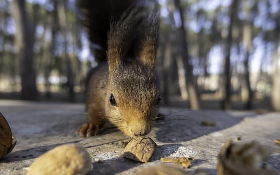 Detail of mammalian animal in nature, animal feeding with nuts