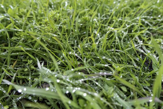 Detail of fresh grass in a forest with water drops from the rain