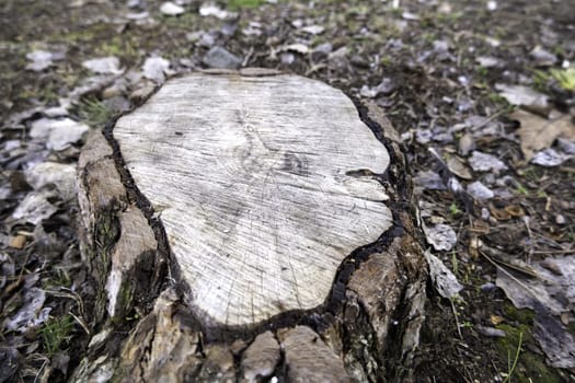 Detail of cut tree trunk in a forest, destruction of nature