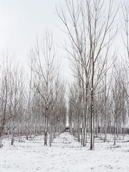 Planting plants - hygrophytes to drain wetlands. Fight against the high standing of underground waters and waterlogging of urban areas. Rows of young poplars. Drainage of territories. Winter.