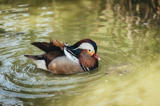 Birds in its natural dwelling