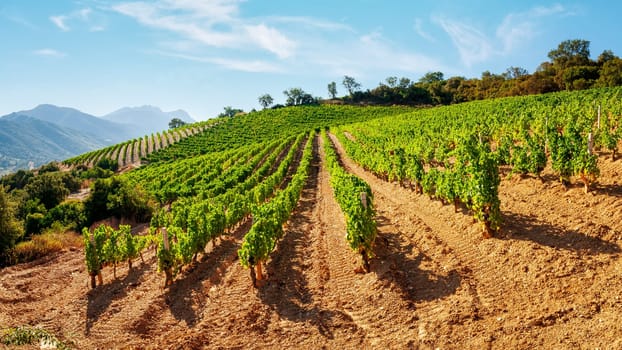 Mountain landscape with the cultivation of vineyards for the production of wine, Sardinia, Italy. Traditional agriculture.