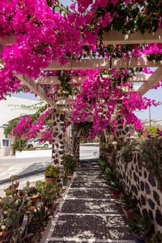 Blooming red bougainvillea flowers in Santorini island.