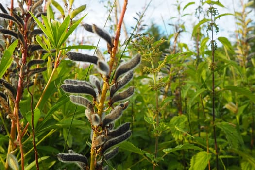 Lupine, wolf bean, Lupinus - a genus of plants from the legume family Fabaceae. Dry seeds in a bean. Reproduction by seeds. Lupins in the garden or meadow. Breeding and care of lupins. Bluebonnet