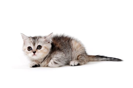 a small fluffy kitten on a white isolated background. High quality photo