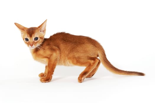 Abyssinian red kitten on a white isolated background. High quality photo