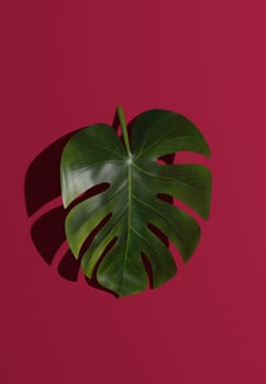 Leaves of monstera deliciosa on a magenta background, stylish backdrop, copy space, 3d rendering