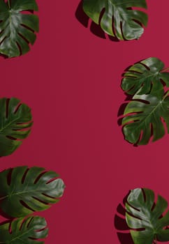 Leaves of monstera deliciosa on a magenta background, stylish backdrop, copy space, 3d rendering