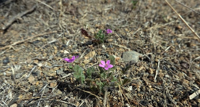 vermutlich Trauben-Reiherschnabel (Erodium botrys), Gran Canaria, Spanien, San Agustin