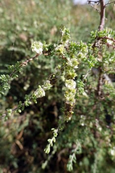 Salzkraut Salsola divaricata, Gran Canaria, Spanien, San Agustin
