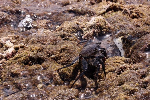 juvenile Grapsus adscensionis - Ostatlantische Rote Felsenkrabbe, Gran Canaria, Spanien, San Agustin