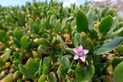 Sukkulente Sesuvium portulacastrum, Gran Canaria, Spanien, San Agustin