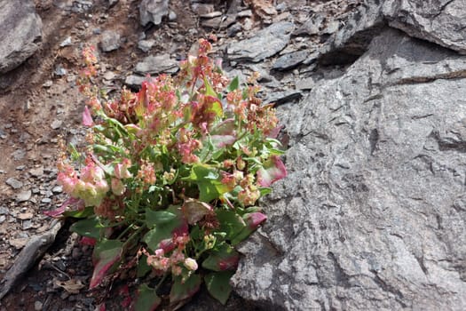 Blasenampfer, Blasen-Ampfer - Rumex vesicarius, Gran Canaria, Spanien, San Agustin