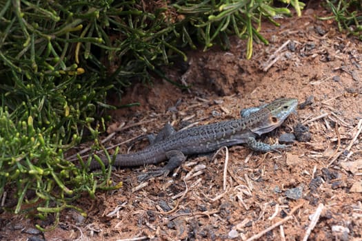 Gran-Canaria-Rieseneidechse (Gallotia stehlini) , Gran Canaria, Spanien, San Agustin