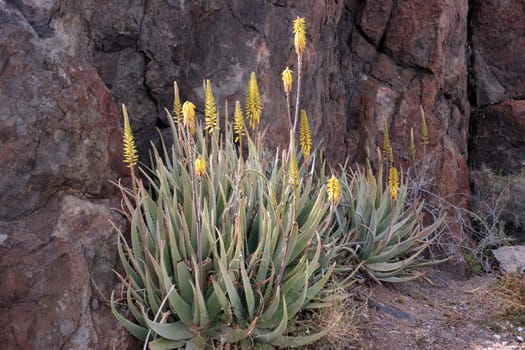 Echte Aloe - Aloe vera - Habitus, Gran Canaria, Spanien, San Agustin