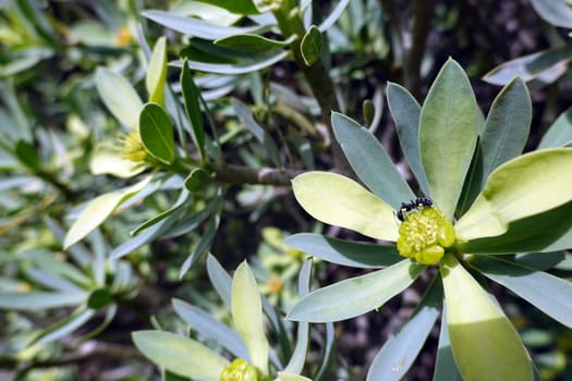 Balsam-Wolfsmilch Euphorbia balsamifera, Gran Canaria, Spanien, San Agustin