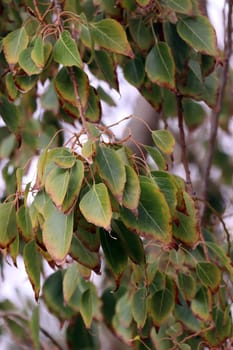 Pappelblättriger Brachychiton oder Kurrajong-Flaschenbaum (Brachychiton populneus), Gran Canaria, Spanien, San Agustin