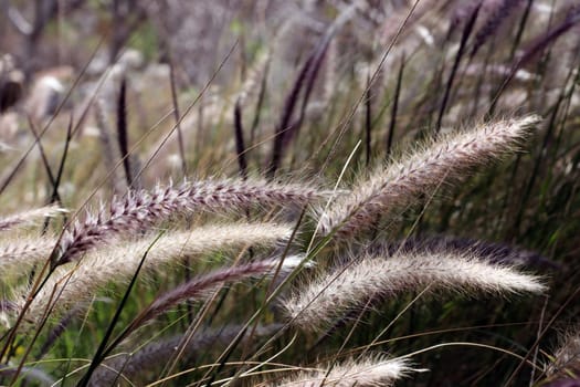 Lampenputzergras, Federborstengras - Pennisetum setaceum, Gran Canaria, Spanien, San Agustin