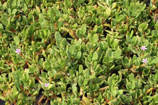 Sukkulente Sesuvium portulacastrum, Gran Canaria, Spanien, San Agustin