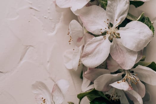 Delicate background of apple flowers lying on white gypsum plaster. Top view. Copy space