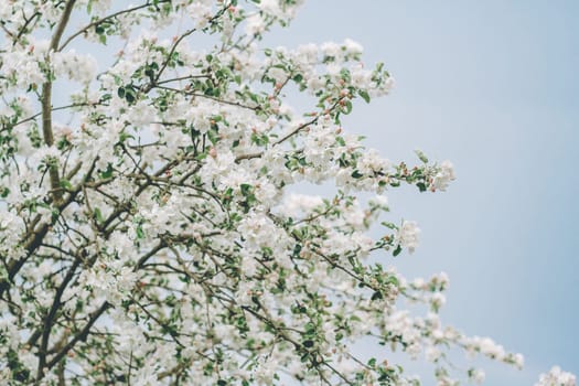Blurred creative background of branches of apple tree in bloom against blue sky. White flowers of fruit tree in spring