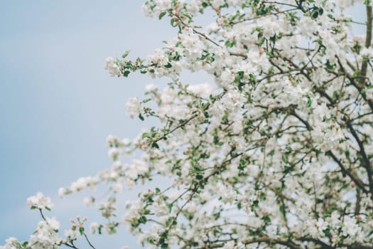 Blurred creative background of branches of apple tree in bloom against blue sky. White flowers of fruit tree in spring