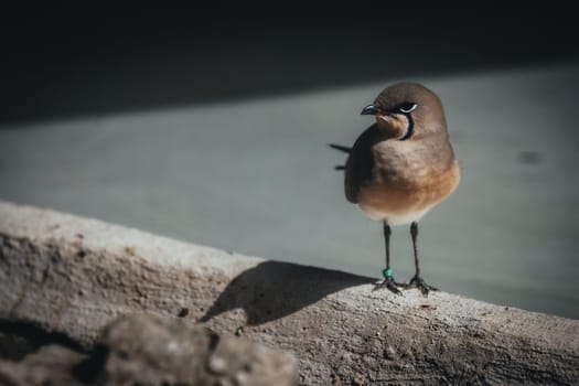 Birds in its natural dwelling
