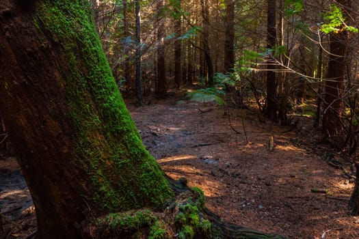 The moss on the trees in the woods at Geres, Portuguese National Park