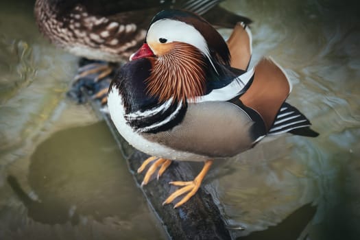 Birds in its natural dwelling