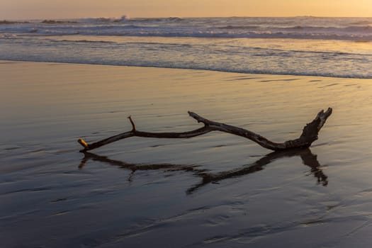Old tree at the beach, sunset light. Beach of Mindelo in the north of Portugal