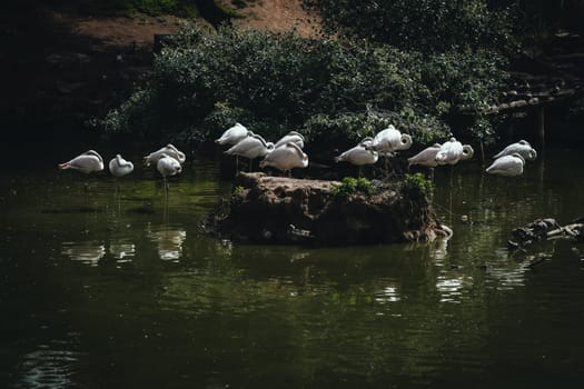 Birds in its natural dwelling