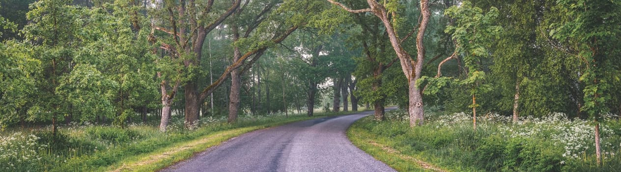 Foggy asphalt road in the morning in springtime. Panoramic view of the tarmac turning highway in countryside.
