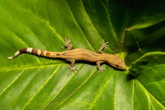 Madagascar clawless gecko (Ebenavia inunguis), endemic small nocturnal species of lizard, Ranomafana National Park, Madagascar wildlife animal