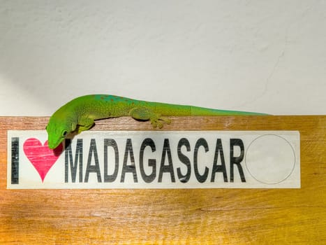 Koch's giant day gecko (Phelsuma kochi), endemic species of gecko, a lizard in the family Gekkonidae. Lizard sits on text I Love Madagascar. Tsingy de Bemaraha Madagascar wildlife animal