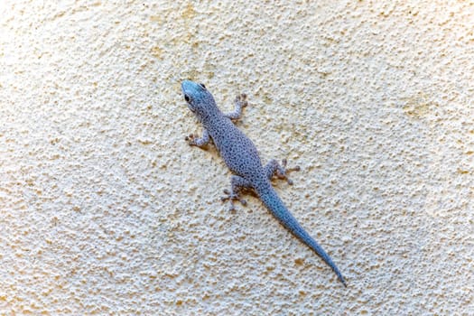 Phelsuma mutabilis is a diurnal species of gecko that is native to south-west Madagascar and typically dwells on trees and bushes, Female on three trunk, Tsingy De Bemaraha, Madagascar wildlife animal