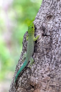 Standing's day gecko (Phelsuma standingi) is an arboreal and diurnal species of lizard in the family Gekkonidae endemic to Madagascar, Zombitse-Vohibasia National Park, Madagascar wildlife animal