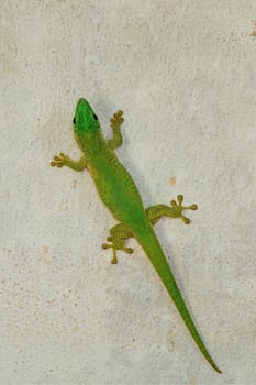 Koch's giant day gecko (Phelsuma kochi), endemic species of gecko, a lizard in the family Gekkonidae., Tsingy de Bemaraha Madagascar wildlife animal