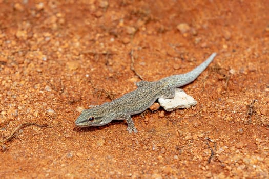Phelsuma mutabilis is a diurnal species of gecko that is native to south-west Madagascar and typically dwells on trees and bushes, Female on three trunk, Miandrivazo, Madagascar wildlife animal