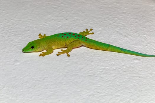 Koch's giant day gecko (Phelsuma kochi), endemic species of gecko, a lizard in the family Gekkonidae., Tsingy de Bemaraha Madagascar wildlife animal
