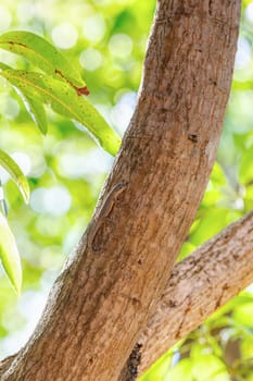 Phelsuma mutabilis is diurnal species of gecko that is native to south-west Madagascar and typically dwells on trees and bushes, Female on three trunk, Tsingy De Bemaraha, Madagascar wildlife animal