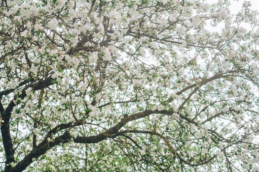 Blurred creative background of branches of apple tree in bloom against blue sky. White flowers of fruit tree in spring
