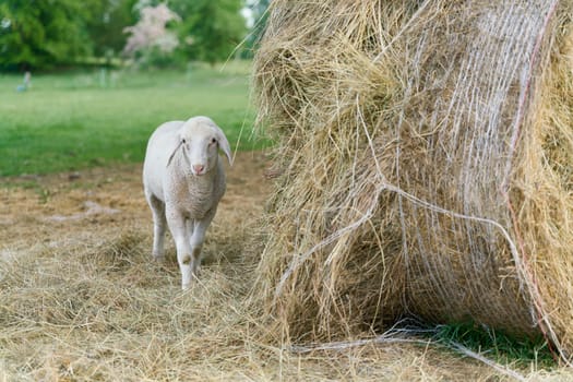 young single lamb on a meadow in a park next to a hay bale