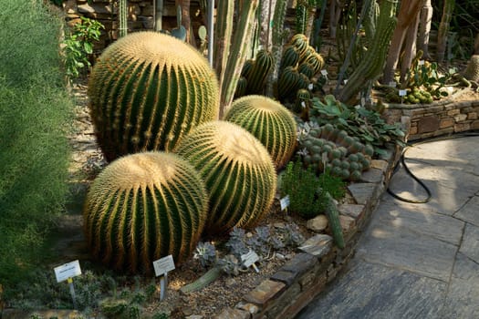 echinocactus grusonii and other cacti in a greenhouse plant collection