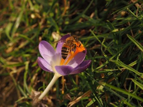 Honey bee on a beautiful crocus on a sunny spring day